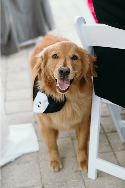 A beloved furry guest joins the celebration wearing a tuxedo collar, adding personality and charm to this Naples Florida wedding. Modern wedding planners in Naples often incorporate meaningful personal touches that make each wedding uniquely memorable. Photography by Priscila del Cristo.